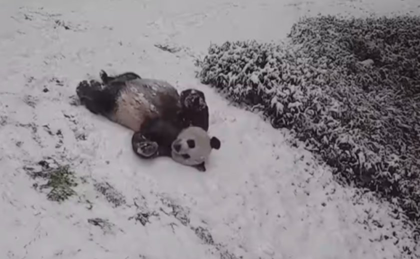 Панди се пързалят и лудуват в Китай на -20 градуса (ВИДЕО)