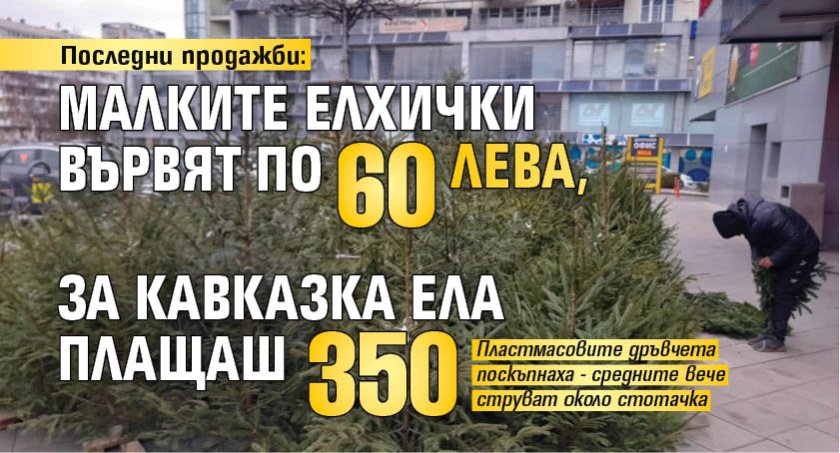 Последни продажби: Малките елхички вървят по 60 лева, за кавказка ела плащаш 350 