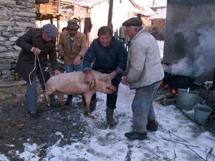 500 лв. глоба, ако колиш прасе и ветеринарят не знае!