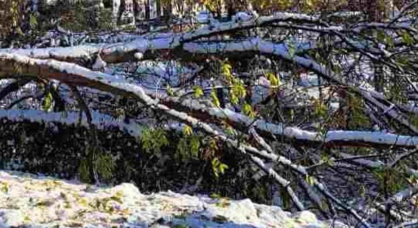 Бурен вятър нанесе щети в Пловдив, предава БГНЕС. Паднали клони затрудниха