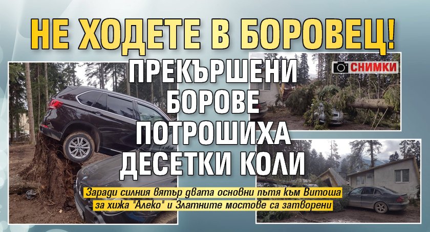 Не ходете в Боровец! Прекършени борове потрошиха десетки коли (СНИМКИ)