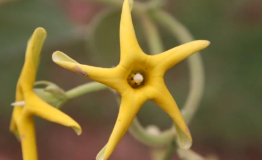 Учените откриват над 16 000 вида нови растения и животни всяка година