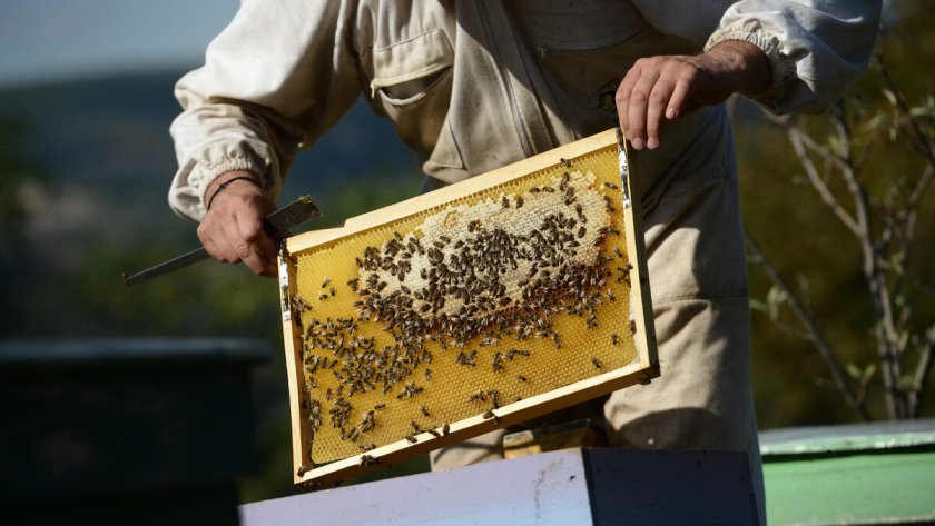 Пчеларите изпращат много тежка година