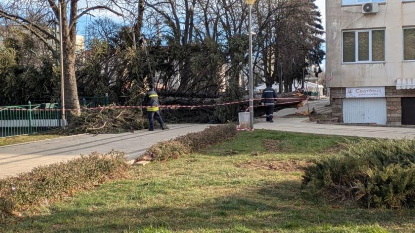 Силен вятър събори иглолистно дърво в Перник, няма пострадали