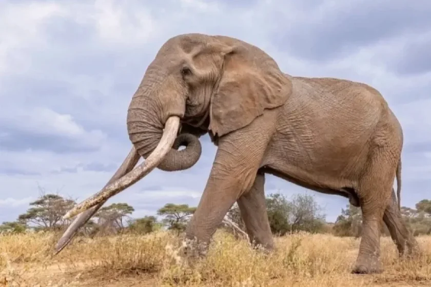 Умря най-известният слон в света (ВИДЕО/СНИМКИ)