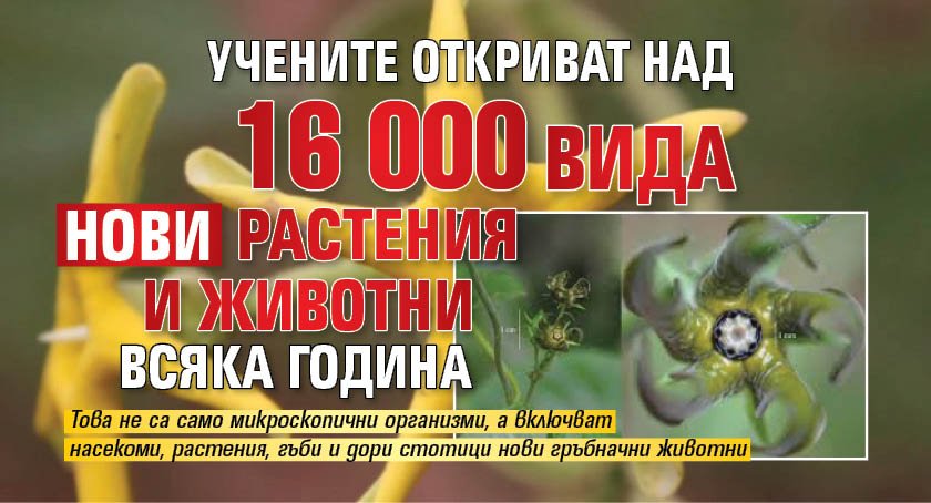 Учените откриват над 16 000 вида нови растения и животни всяка година