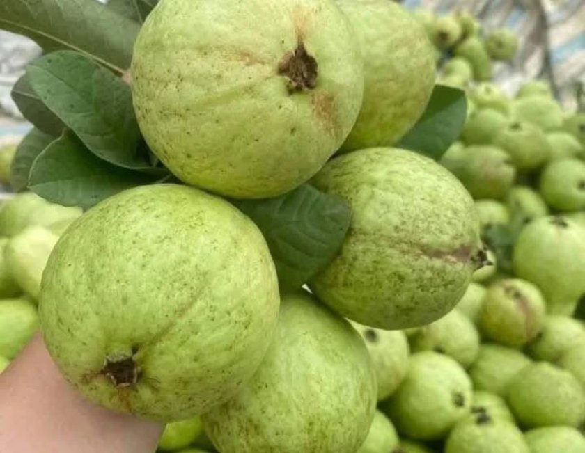 Тропически плод помага в борбата с рака на черния дроб