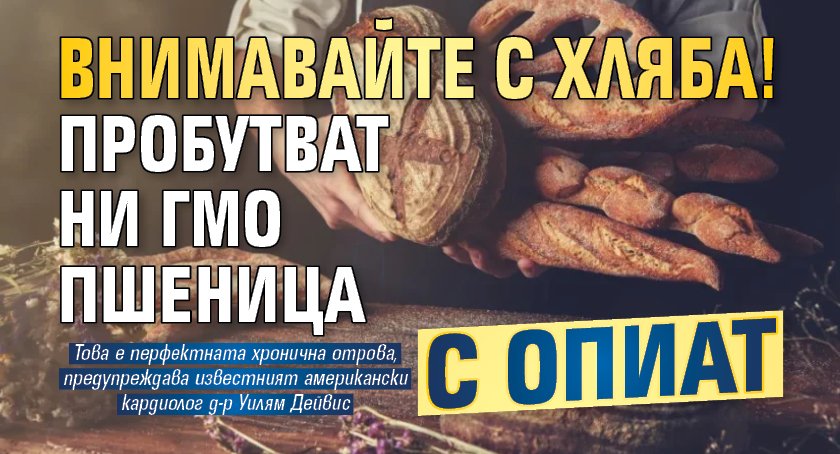 Внимавайте с хляба! Пробутват ни ГМО пшеница с опиат