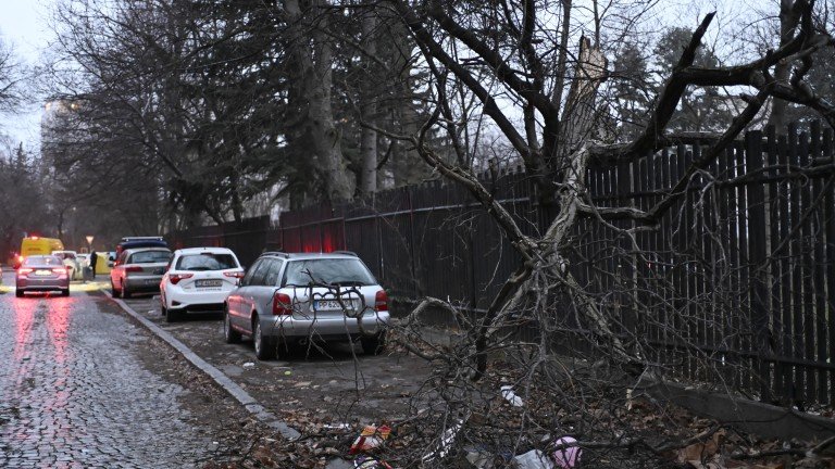 Огромно дърво рухна върху оградата и част от тротоара на