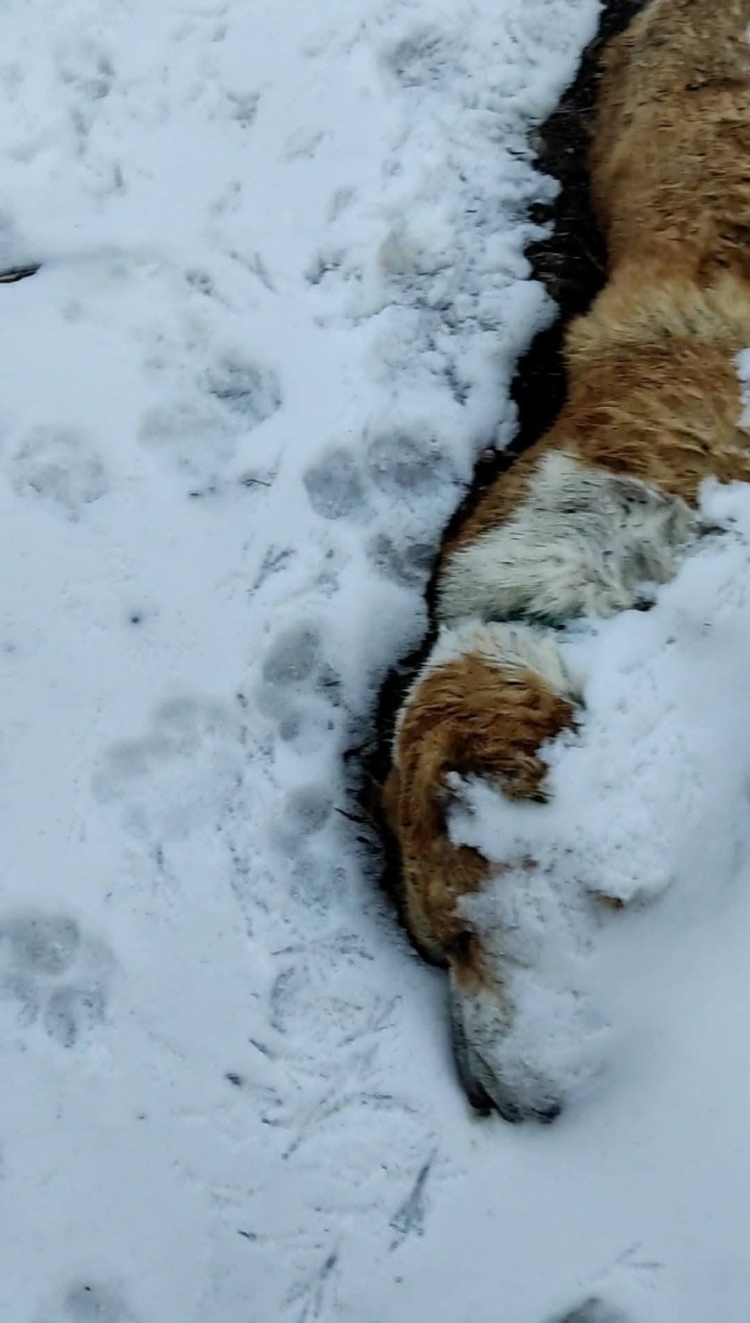 Вижте труповете на кучетата на "спасителката" Анастасия Хариту (Снимки Чувствително съдържание)