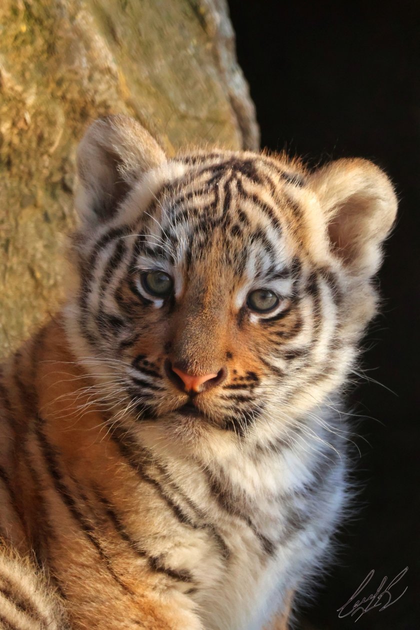 Търсят име на сладкото тигърче от зоопарка в Стара Загора (ФОТО)