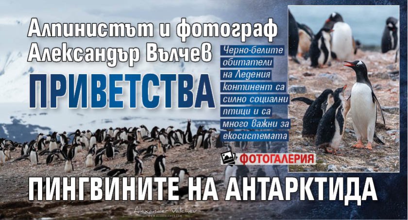 Алпинистът и фотограф Александър Вълчев приветства пингвините на Антарктида (ФОТОГАЛЕРИЯ)