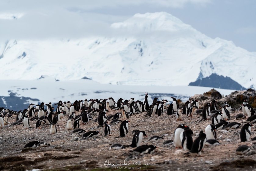 Алпинистът и фотограф Александър Вълчев приветства пингвините на Антарктида (ФОТОГАЛЕРИЯ)