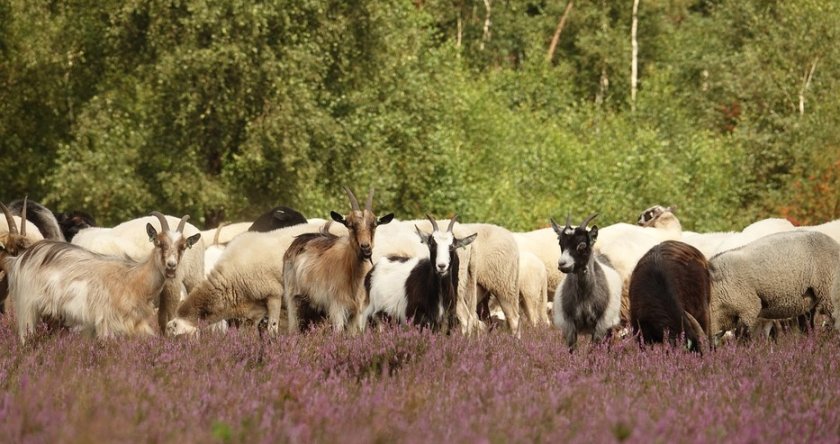 Умъртвиха над 470 000 животни в Гърция заради шарка