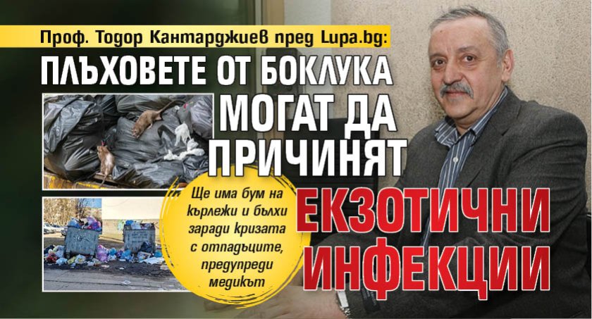 Проф. Тодор Кантарджиев пред Lupa.bg: Плъховете от боклука могат да причинят екзотични инфекции