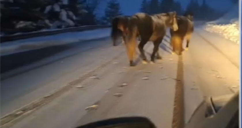 БАБХ тръгва на лов за подивелите коне в Троянския проход