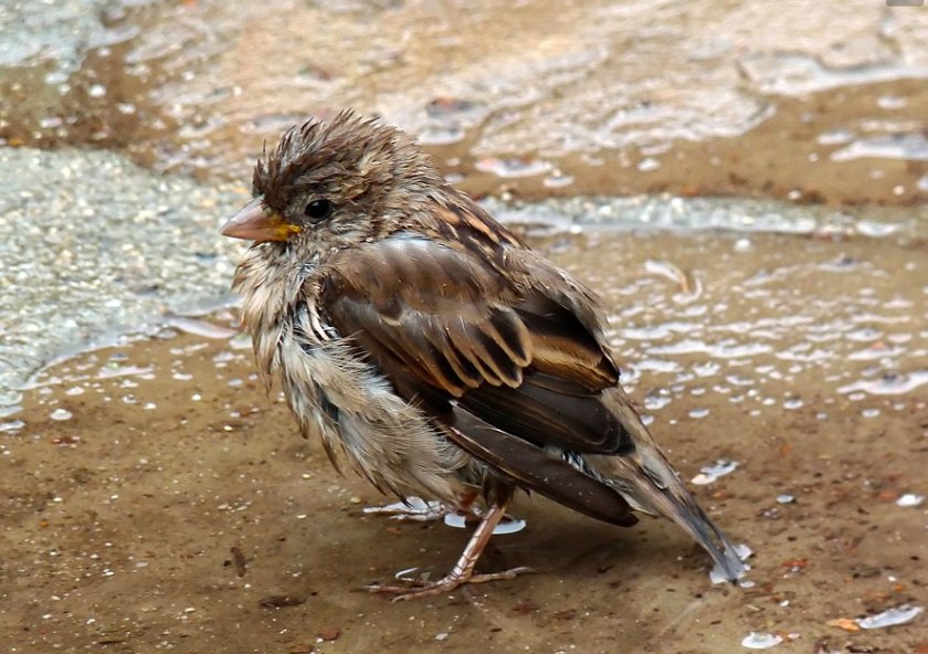 Як студ сковава страната