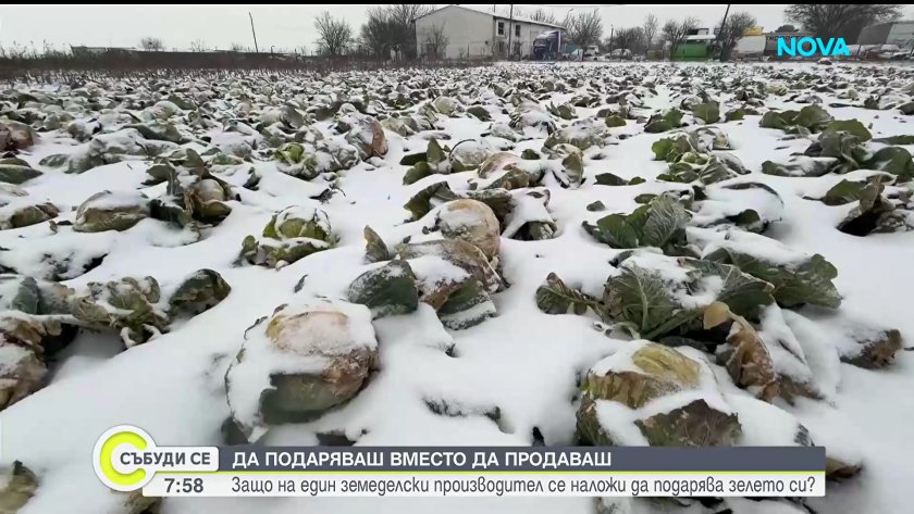 Земеделец от Кнежа унищожи 50 тона зеле заради ниски изкупни цени 