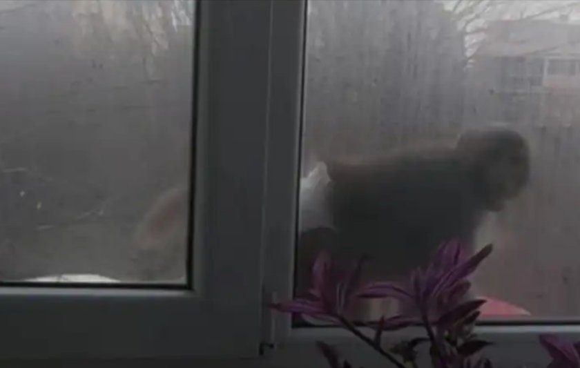 Маймуна с памперс обикаля из &bdquo;Люлин&ldquo; (Видео)