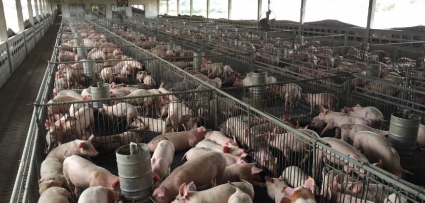 Унищожават близо 40 000 животни от свинефермата в с.Брестак