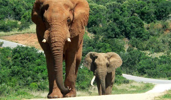 Рекорд! 361 слона убити в Шри Ланка