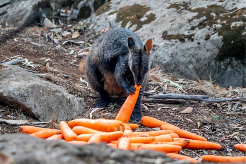 Човещина! Изсипаха тонове храна за бедстващите животни в Австралия