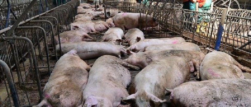 Започна „хуманното” избиване на 24 500 прасета
