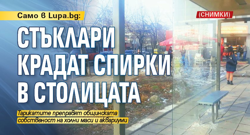 Само в Lupa.bg: Стъклари крадат спирки в столицата (СНИМКИ)