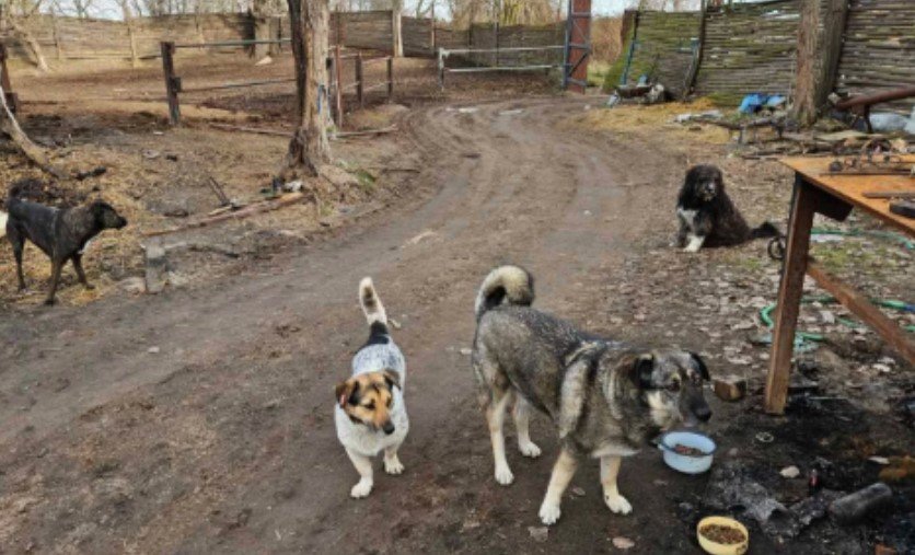 Четири улични кучета спасиха мъж в безсъзнание от пожар в Аспарухово