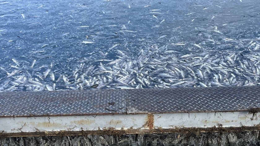 Масов мор на риба в акваферма край Карлово