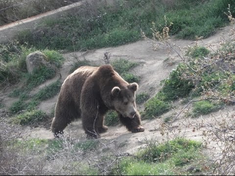 Опасват Румъния с електрически огради заради напдения от мечки