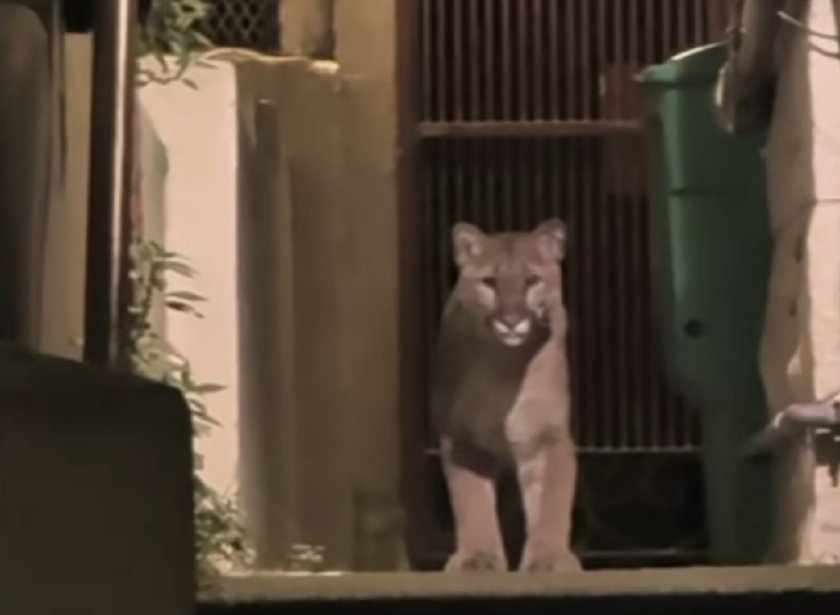 Сан Франциско ми е Шумен: Пума се разходи из града, хванаха я (ВИДЕО)