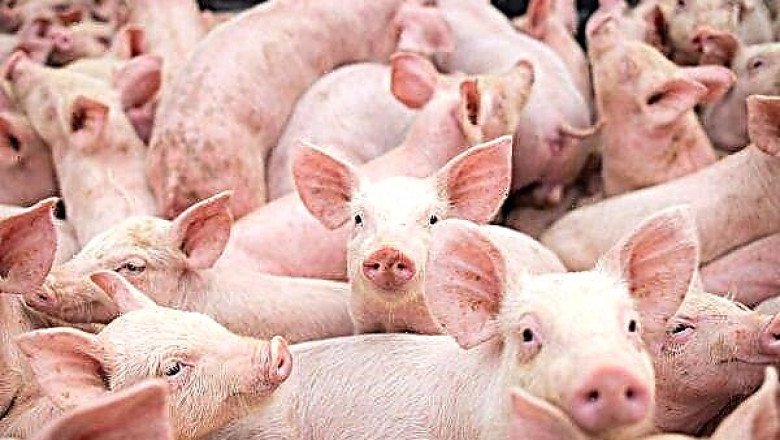 Африканската чума наближава България! Умъртвиха 6000 прасета в Румъния!