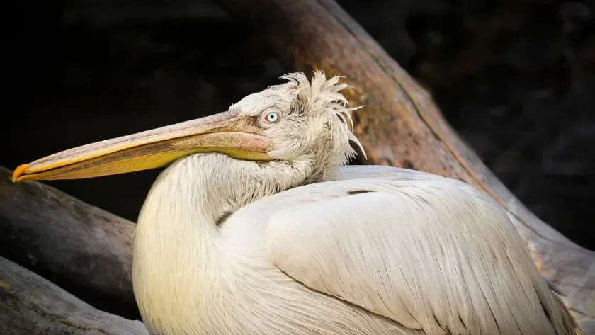 Откриха мъртъв къдроглав пеликан, долетял у нас от Румъния 
