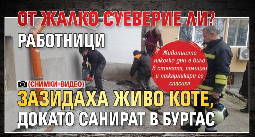 От жалко суеверие ли? Работници зазидаха живо коте, докато санират в Бургас (СНИМКИ+ВИДЕО)