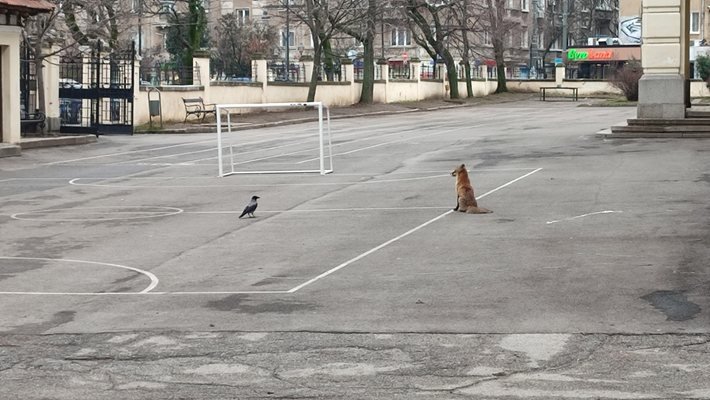 Забелязано в столицата: Лисица се разходи в двора на столично училище