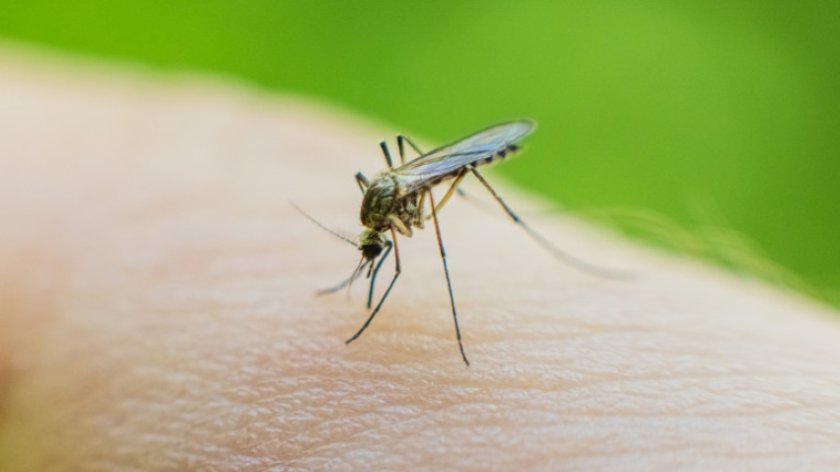 Чикунгуня стигна и до Румъния