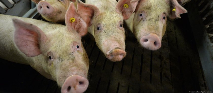 Близо 6000 прасета са умъртвени в Румъния заради огнище на африканска чума