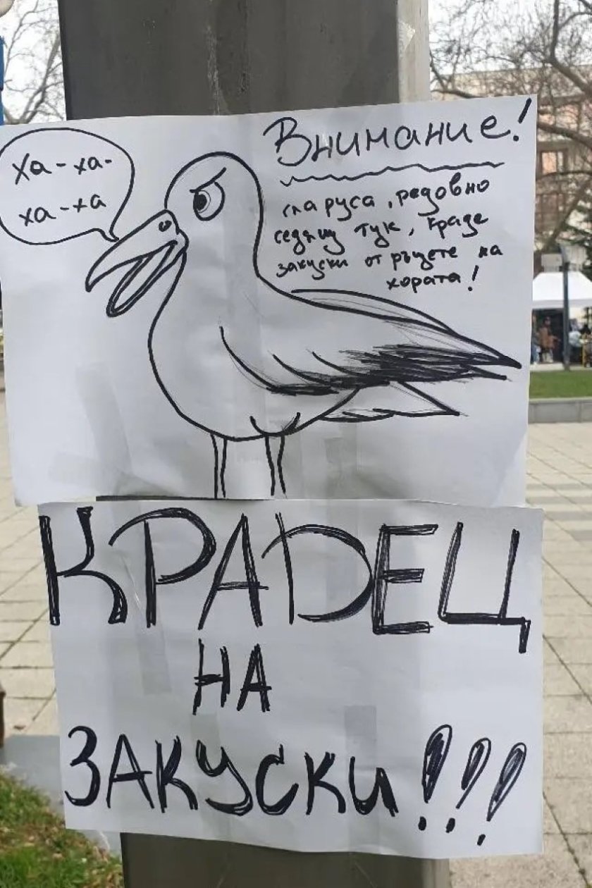 Табела в Бургас: Внимание, крадлив гларус!