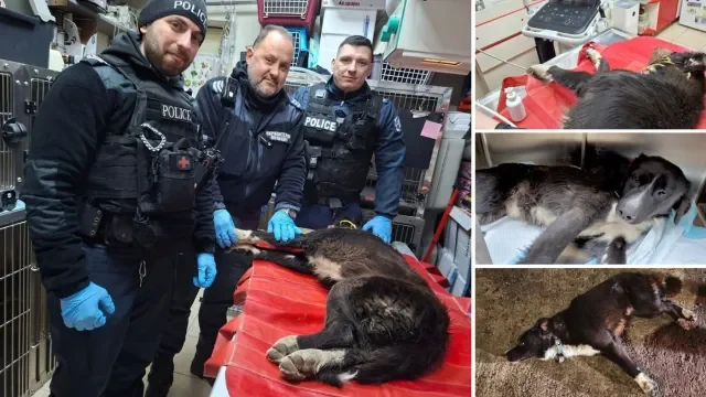 Подадена ръка: Полицаи от Бургас спасиха блъснато куче