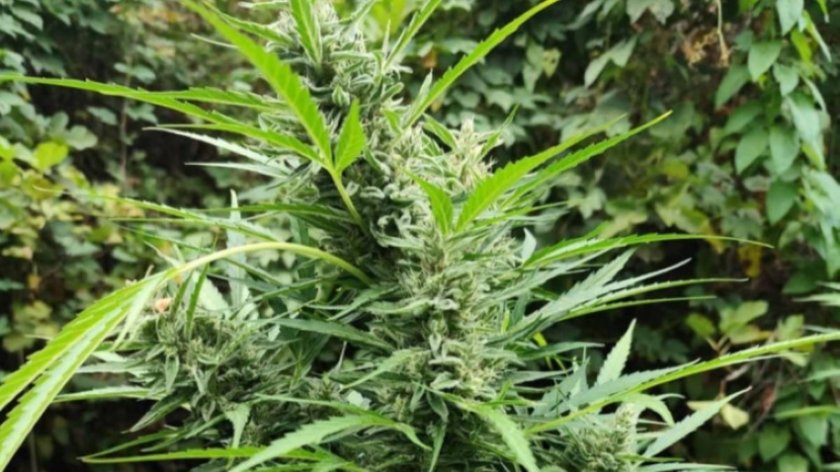 В Северна Македония спипаха рекордни 28 тона канабис