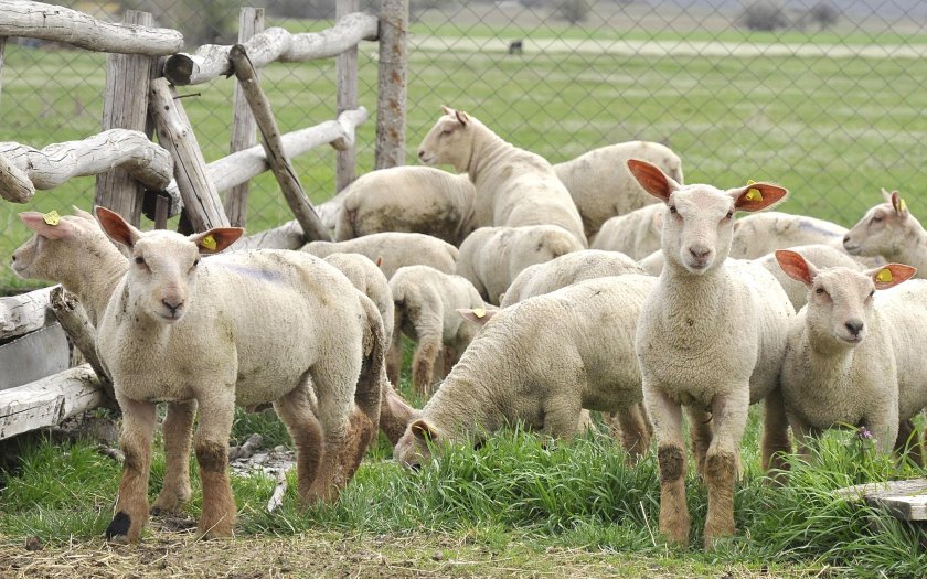 Двама българи са опитали да минат границата с Гърция с 8 овце 