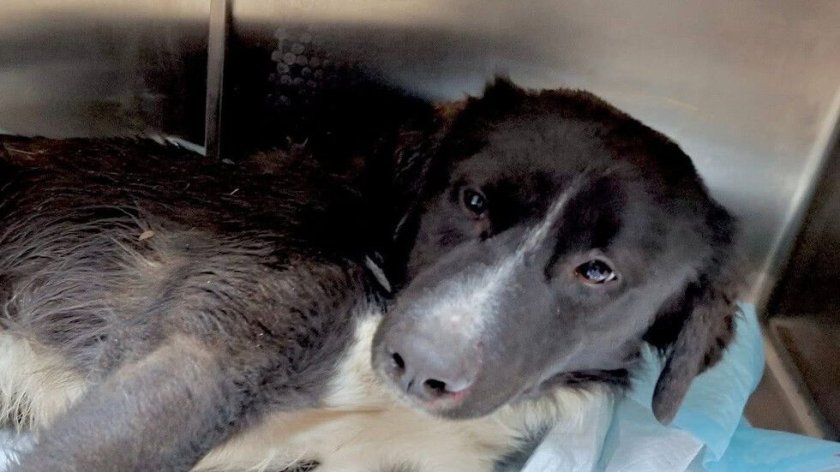 Среднощна акция на полицаи и ветеринари: спасиха тежко ранено куче в Бургас