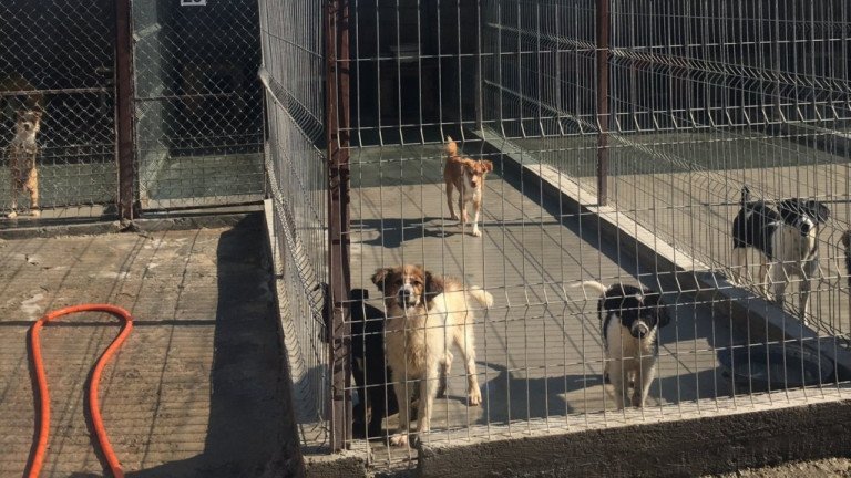 Затвориха приют заради болни от гана кучета 