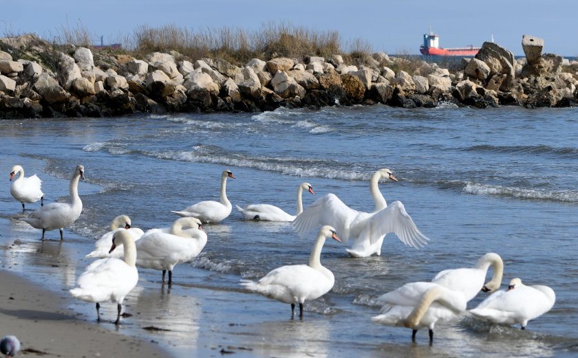 Лебедово царство във Варна (ФОТОРЕПОРТАЖ)