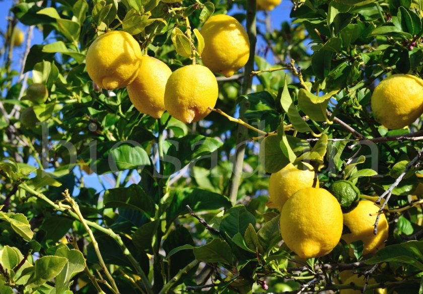 Заразена лимонова фиданка едва не предизвика национално бедствие в Израел