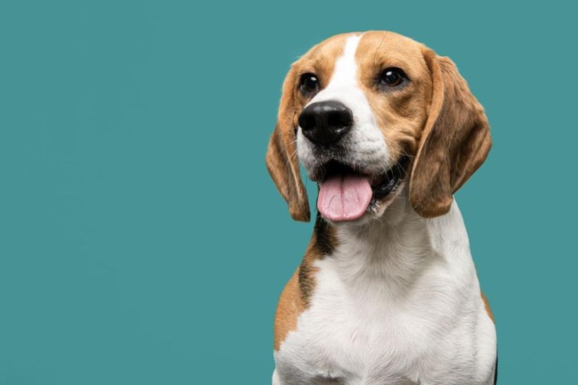 Мъж нападна с нож кучето на съседката си, защото лаело и го дразнело, животното го е нахапало