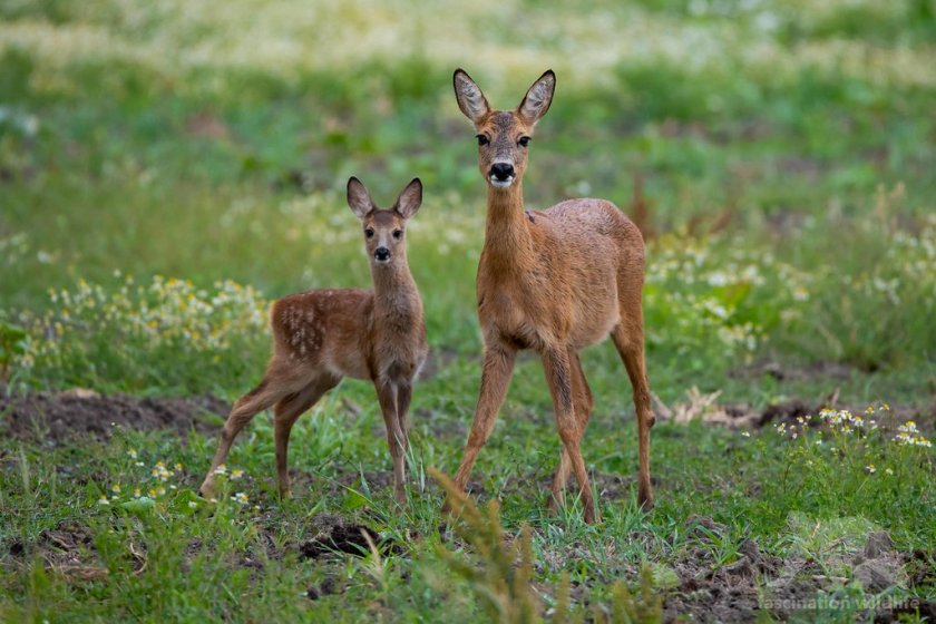 Криминално проявен е убил двете сърни край язовир Жребчево
