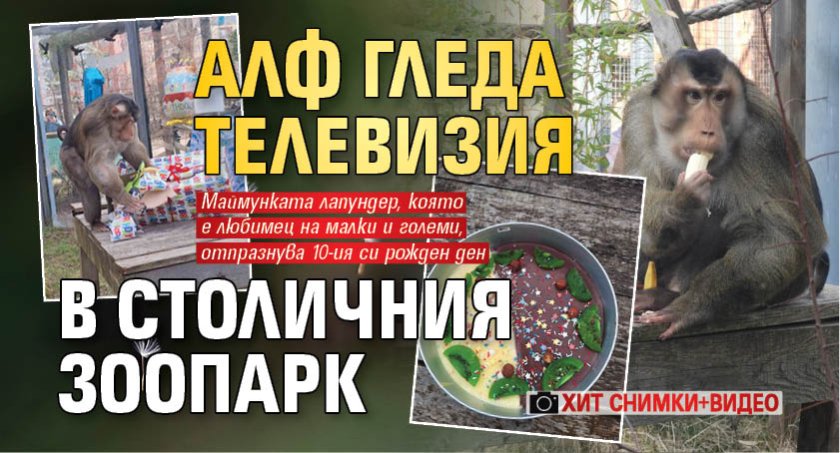 Алф гледа телевизия в столичния зоопарк (ХИТ СНИМКИ+ВИДЕО)