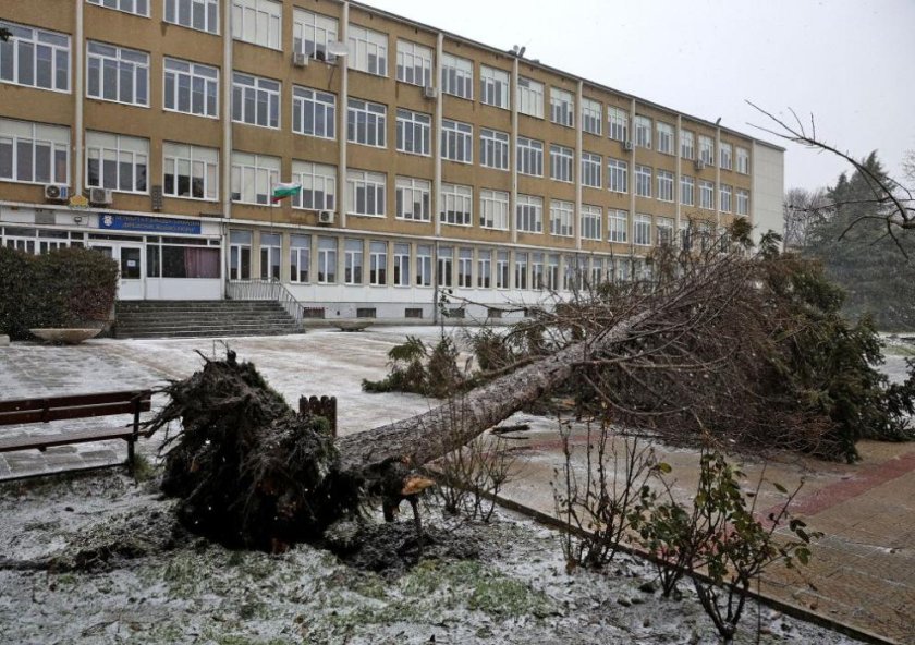 Силният вятър събори дърво в двора на гимназия във Варна (СНИМКИ)